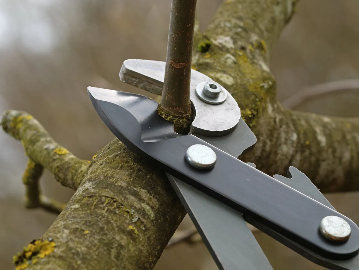 water shoot cutting of a fruit tree with a pruning shear, close up